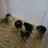 Meinir's chicks: image 1 of 5 thumb