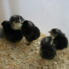 Meinir's chicks: image 2 of 5 thumb