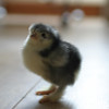 Meinir's chicks: image 3 of 5 thumb