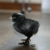 Meinir's chicks: image 5 of 5 thumb